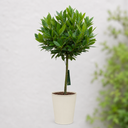 3L Bay Tree 60-70cm, Culinary Evergreen, Nursery Pots