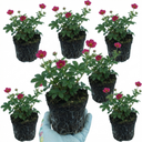 Potentilla Miss Wilmott Shrub Plants (Set of 3 or 6)