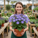 Senetti Lavender Plants