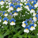 Nemesia Nuvo Blue Bicolour 180 Plant (2L Pot)