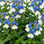 1 Large Plant - Nemesia Nuvo Blue Bicolour 180, Outdoor Garden Ready, 2L Pot