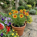 Coreopsis Uptick Gold Bronze Plants (Set of 3 or 6)