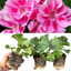Set of 3 or 6 Large Plants - Geranium Toscana Anne, Ready to Plant in Your Garden