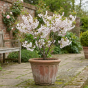 Prunus Kojo No Mai Flowering Hedging Plants