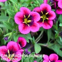 Calibrachoa Bumble Hot Pink Plants (Set of 3 or 6)