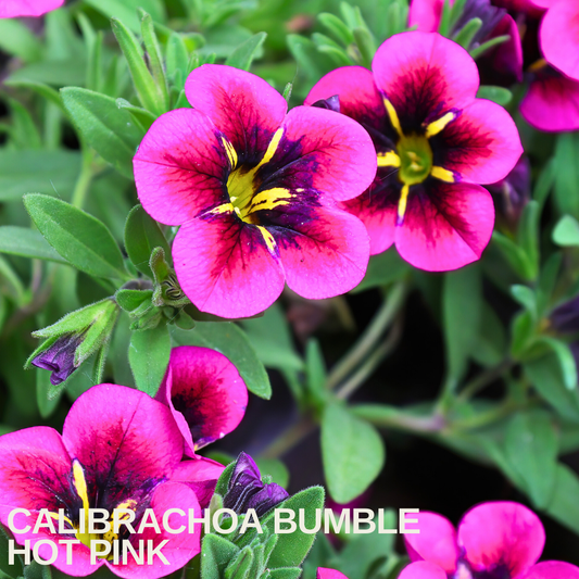 Hot pink calibrachoa flowers with dark maroon and yellow centres, caption text overlaid