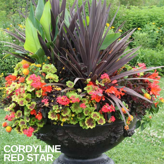 Bronze-red cordyline with arching strap leaves centring a planted urn of orange and lime bedding
