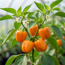 Sweet Pepper Snack Orange Plants (Set of 3 or 6)