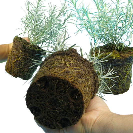 Curry Plant (Helichrysum italicum) – Aromatic Evergreen Herb (Set of 3 or 6)
