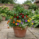 Sweet Pepper Redskin Plant (2L Pot)