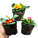 Primrose Growers Selection Plant