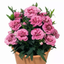 Set of 3 Large Plants - Dianthus Oscar Pink Purple, Outdoor Garden Ready