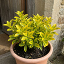 Ligustrum Aureum Golden Privet Hedge Plants