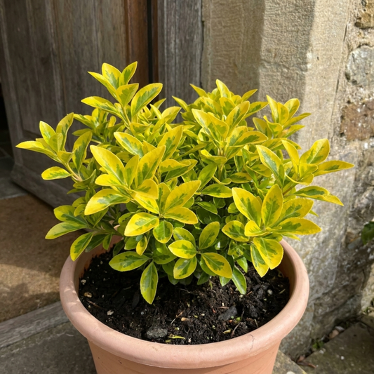 Compact evergreen shrub with bright gold-margined green leaves in a terracotta pot by a stone doorway