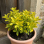 1 Ligustrum Aureum Golden Privet Hedge Plant, Evergreen Garden Ready, 7.5 Litre Root Ball