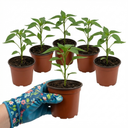 Hungarian Hot Wax Plants (Set of 3 or 6)