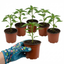 Set of 3 or 6 Large Chilli Pepper Plants - Hungarian Hot Wax, Ready to Plant in Your Garden