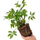 Hellebore Winter Sunshine Plant (2L Pot)