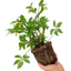 1 Large Plant - Hellebore Winter Sunshine, Ready to Plant in Your Garden, 2L Pot