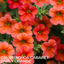 Set of 3 or 6 Large Plants - Calibrachoa Cabaret Early Orange, Outdoor Garden Ready
