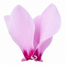 3 Hardy Cyclamen Hederifolium, Autumn Flowering, 9cm Pots