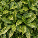 Aucuba Japonica Variegata Spotted Laurel Plants