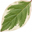1 Cornus Alba Elegantissima Variegated Dogwood Shrub, Hardy Garden Ready, 3 Litre Root Ball