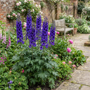 Delphinium Pacific Giants Black Knight Plants (Set of 3 or 6)