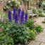 Set of 3 or 6 Delphinium Pacific Giants Black Knight Hardy Perennial Plants, Tall Cottage Garden Flowers, Outdoor Garden Ready, 1 Litre Root-Ball