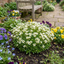 Set of 3 or 6 Saxifrage Ice Colours Pearl White Plants, Hardy Alpine Evergreen Ground Cover Perennial, Outdoor Garden Ready, 1 Litre Root-Ball