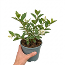 Ligustrum Argenteum Plant (2L Pot)