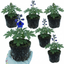Set of 3 or 6 Delphinium Dark Blue Black Bee Tall Hardy Perennial Plants, Summer Flowering Border Plants, Outdoor Garden Ready, 1 Litre Root-Ball