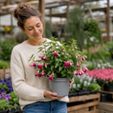 Fuchsia Bush Paula Jane Plant (5L Pot)