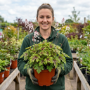 Tiarella Angel Wings Foam Flower Plants