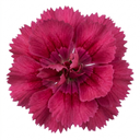 Cottage Pink Dianthus Sugar Plum Plants