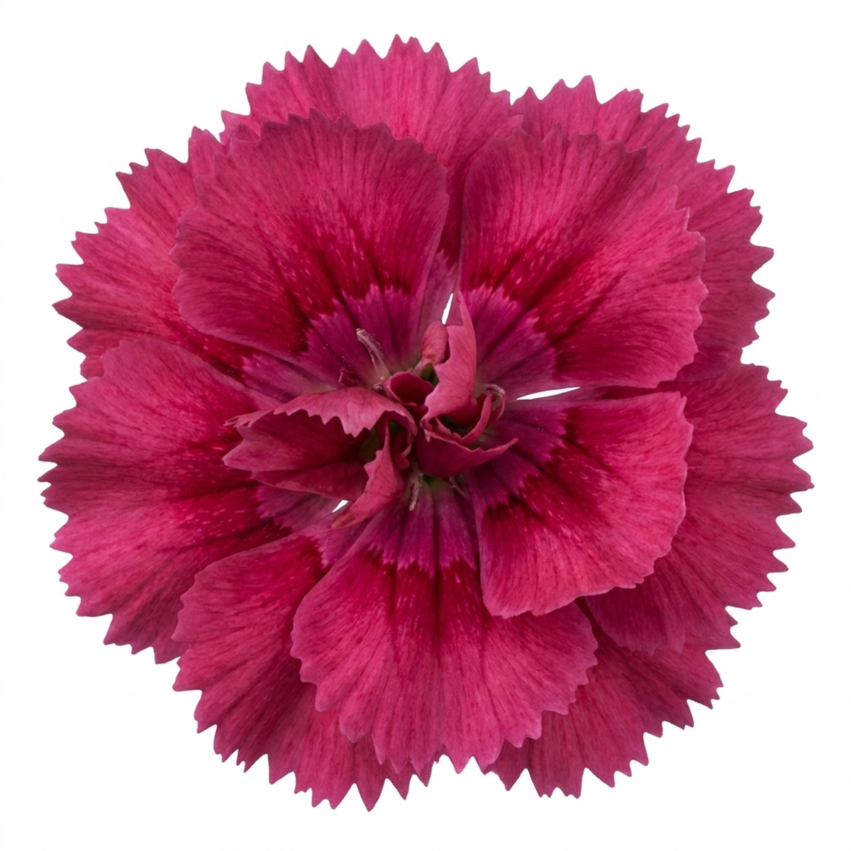 Dianthus 'Sugar Plum' (Cottage Pink) – Fragrant Hardy Perennial (5L Pot)