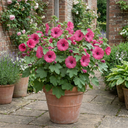 Lavatera Bredon Springs Tree Mallow Plant (2L Pot)