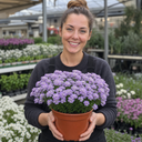 Iberis Mermaid Lavender Candytuft Plants