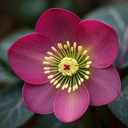 Hellebore Frostkiss Pippas Purple Plant