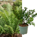 1 Large, Garden Ready Plant - Korean Rock Fern Polystichum Tsus Simense, 2L Pot