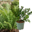 1 Large, Garden Ready Plant - Korean Rock Fern Polystichum Tsus Simense, 2L Pot