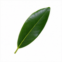 3L Bay Tree 60-70cm, Culinary Evergreen, Nursery Pots