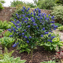 Ceanothus Concha Plants