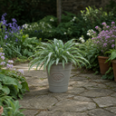 3 Litre Hosta Silly Strings Plants in Nursery Pots