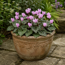 3 Hardy Cyclamen Hederifolium, Autumn Flowering, 9cm Pots