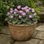 3 Hardy Cyclamen Hederifolium, Autumn Flowering, 9cm Pots
