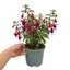 1 Large Plant - Upright Fuchsia Fuchsita Red & Blue, Outdoor Garden Ready, 2L