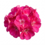 1 Large Plant - Geranium Calliope Hot Pink, Outdoor Garden Ready, 2L Pot