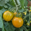 1 Golden Sunrise Tomato Plant, Live Heirloom Yellow Tomato, Outdoor Garden Ready, 2 Litre Root Ball