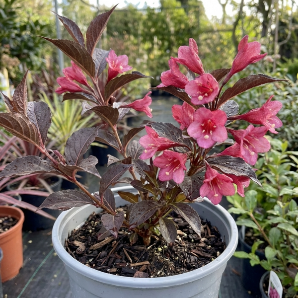 Weigela Florida Victoria Plants